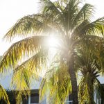 International Travel Palm Tree