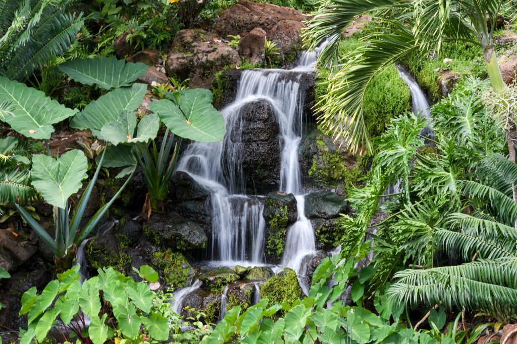 waterfall surrounded by green plants