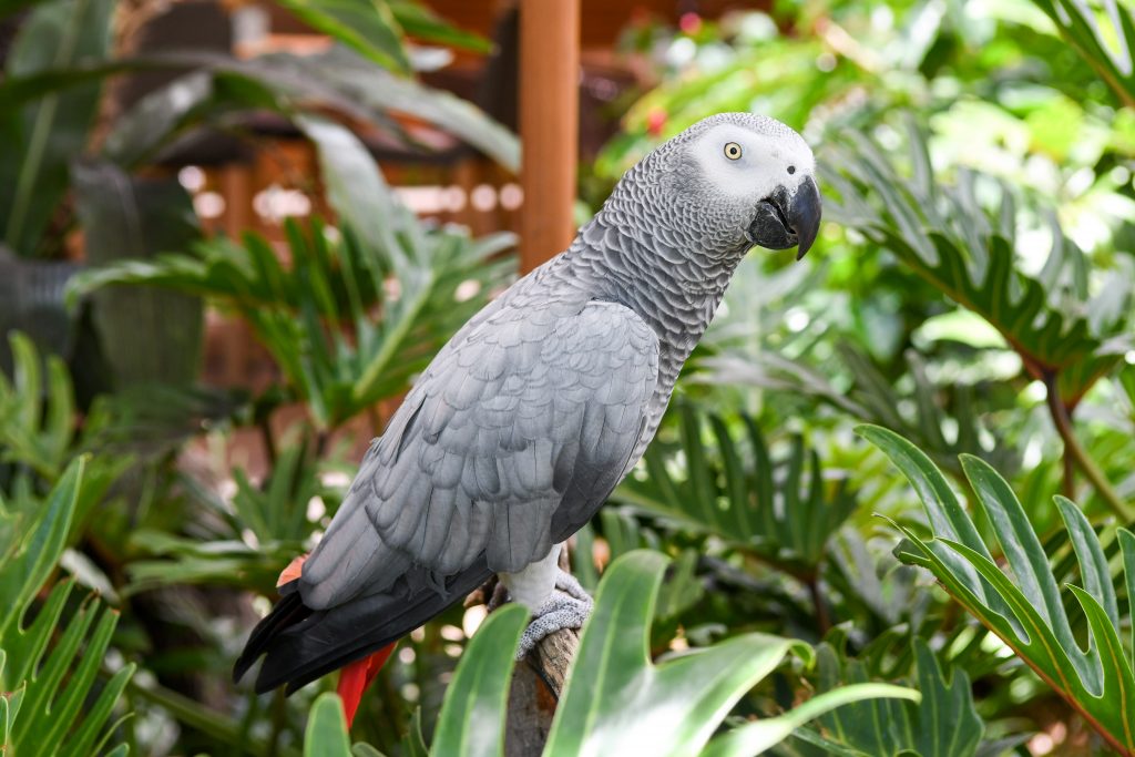 tropical bird