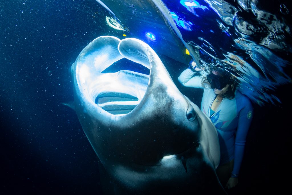 attendee swimming with manta ray